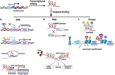 Long Non-coding RNAs in Tuberculosis: From Immunity to Biomarkers